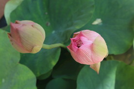 荷花花苞
