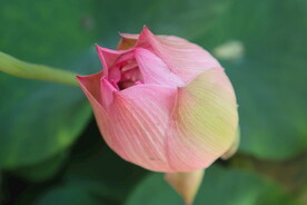 荷花花苞