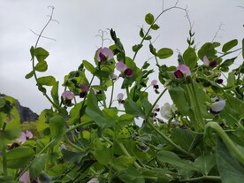 豆荚花 紫色 绿色 