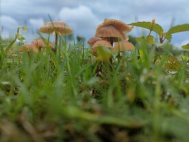 雨后蘑菇 草坪 公园 