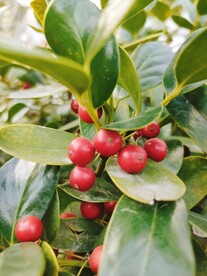 红色果实  植物 绿叶 花