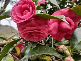 红色茶花 花蕊 植物