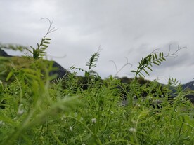  绿色 植物  公园 田园 草