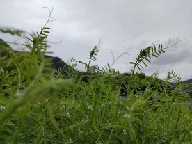  绿色 植物  公园 田园 草