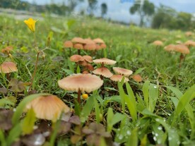 雨后蘑菇  公园  草坪 绿色