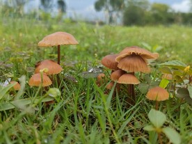 雨后蘑菇  公园  草坪 绿色