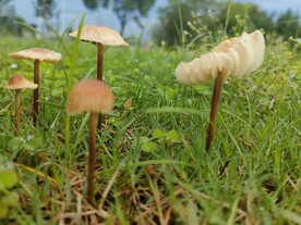 雨后蘑菇  公园  草坪 绿色