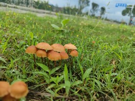雨后蘑菇  公园  草坪 绿色
