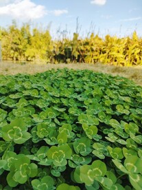 三叶草 绿色 植物 花 草坪