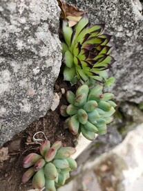 多肉 绿色 植物 石缝 青苔