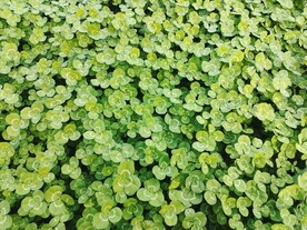 绿色植物三叶草