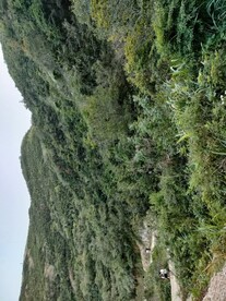 青山 山路 大山