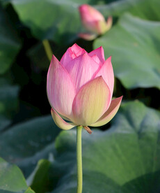 荷花花苞