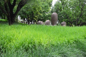 园林花草 