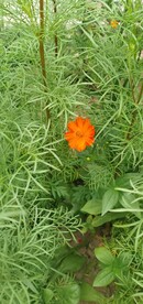 波斯菊