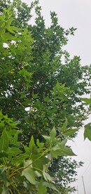 树林幽静