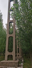 树林幽静