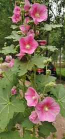 端午花
