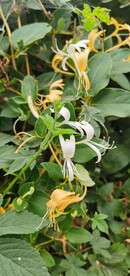 金银花