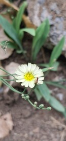 苦菜花