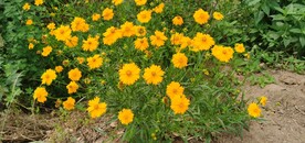 金鸡菊