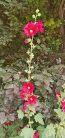 端午花