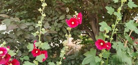端午花