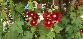 端午花