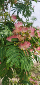 马缨花