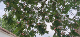 马缨花