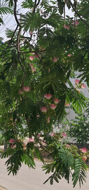 马缨花