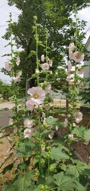 端午花