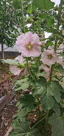 端午花