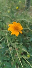 金鸡菊