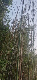 竹笋