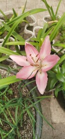 百合