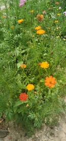 波斯菊