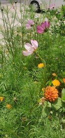 波斯菊