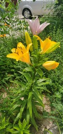 百合