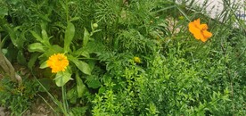 波斯菊
