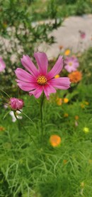 波斯菊