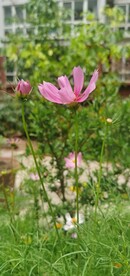 波斯菊