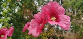 端午花