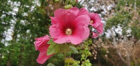 端午花