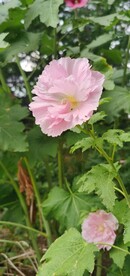 端午花