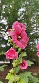 端午花