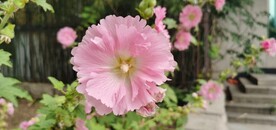 端午花