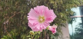 端午花