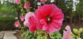 端午花