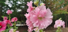 端午花